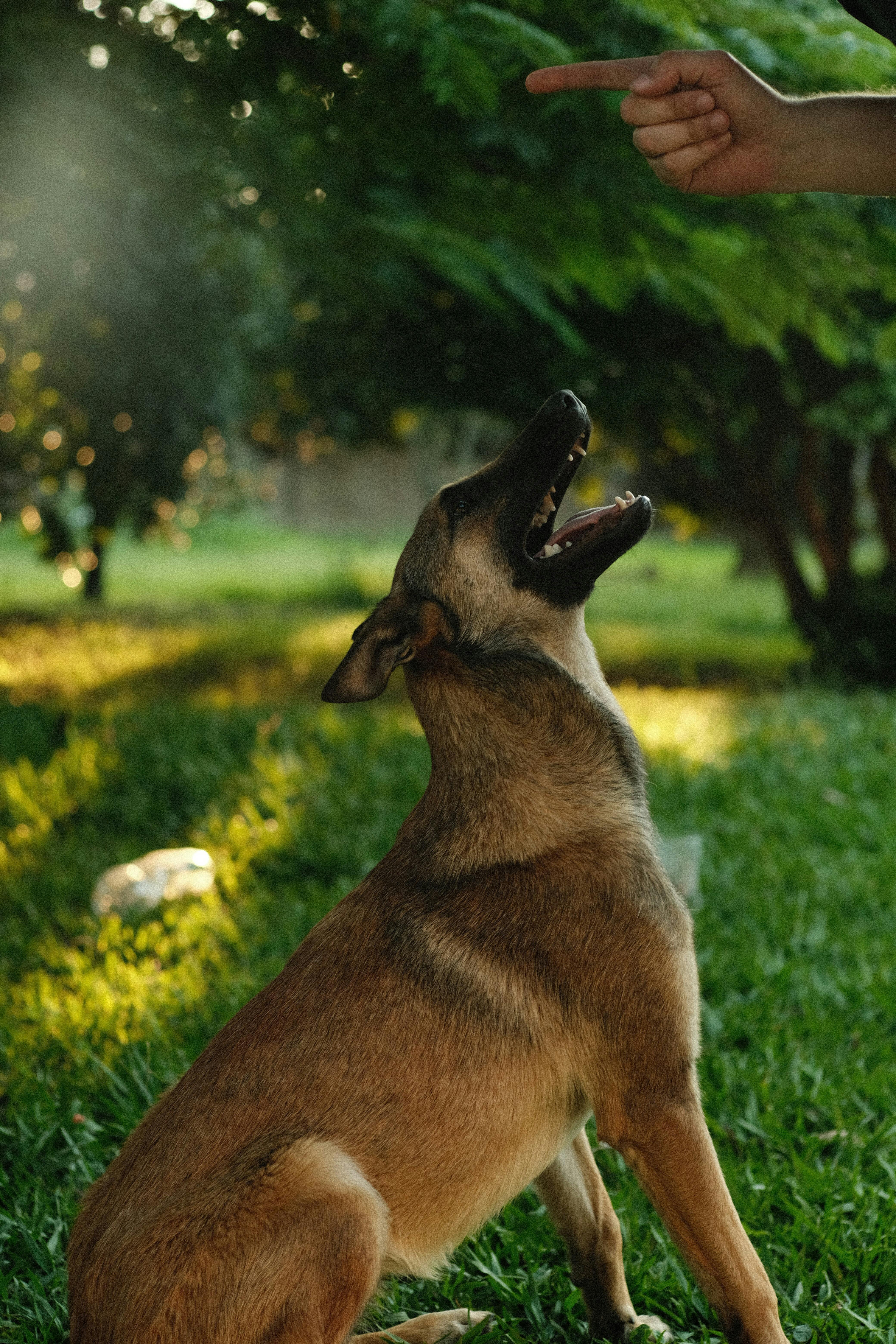 Belgian malinois puppy obedience training